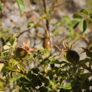 Rosa rubiginosa at Cooleman, NSW - 7 Feb 2021