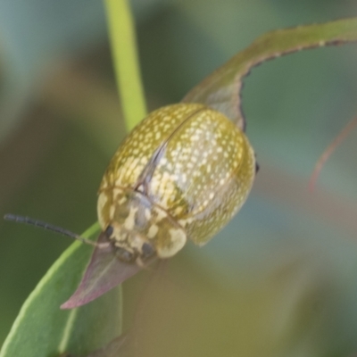 Paropsisterna cloelia (Eucalyptus variegated beetle) at Fyshwick, ACT - 10 Feb 2021 by AlisonMilton