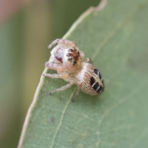 Opisthoncus sexmaculatus at Fyshwick, ACT - 10 Feb 2021