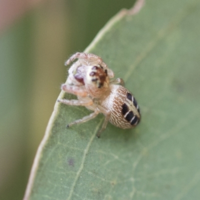 Opisthoncus sexmaculatus (Six-marked jumping spider) at Fyshwick, ACT - 10 Feb 2021 by AlisonMilton