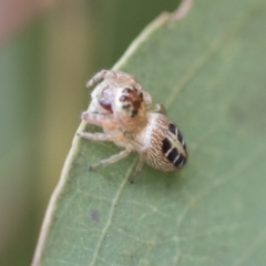 Opisthoncus sexmaculatus (Six-marked jumping spider) at Fyshwick, ACT - 10 Feb 2021 by AlisonMilton