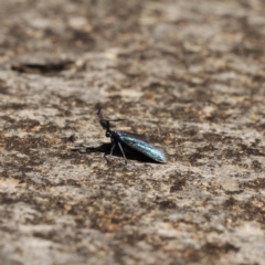 Pollanisus calliceros (A Forester moth (Procidinae)) at Kosciuszko National Park - 7 Feb 2021 by alexwatt