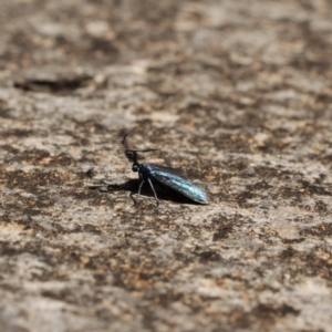 Pollanisus calliceros at Kosciuszko National Park - 7 Feb 2021