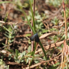 Pollanisus calliceros at Kosciuszko National Park - 7 Feb 2021 10:47 PM