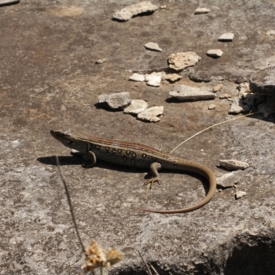 Liopholis whitii (White's Skink) at Cooleman, NSW - 7 Feb 2021 by alexwatt