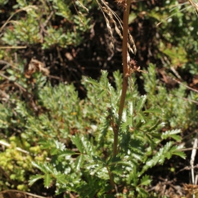 Acaena sp. (A Sheep's Burr) at Cooleman, NSW - 7 Feb 2021 by alex_watt