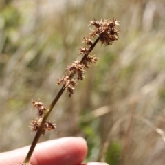 Acaena (genus) at Cooleman, NSW - 8 Feb 2021 12:05 AM