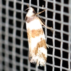 Isomoralla gephyrota (A Concealer moth) at O'Connor, ACT - 16 Feb 2021 by ibaird