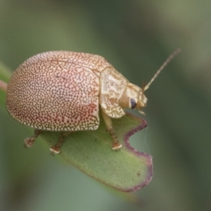 Paropsis atomaria at Fyshwick, ACT - 10 Feb 2021