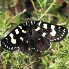 Phalaenoides tristifica (Willow-herb Day-moth) at Tidbinbilla Nature Reserve - 17 Feb 2021 by JohnBundock