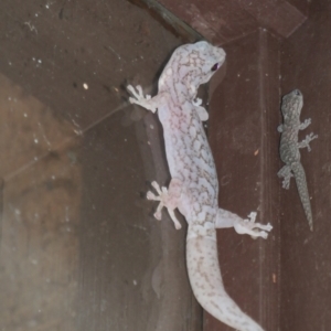 Christinus marmoratus at Weston, ACT - suppressed