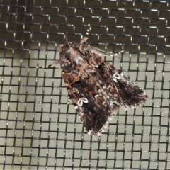 Ectopatria horologa (Nodding Saltbush Moth) at Wanniassa, ACT - 17 Feb 2021 by JohnBundock