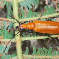 Zonitis sp. (genus) (Oil beetle) at Yass River, NSW - 14 Feb 2021 by Harrisi