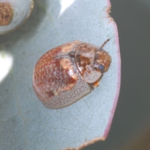 Paropsisterna m-fuscum at Yass River, NSW - 14 Feb 2021