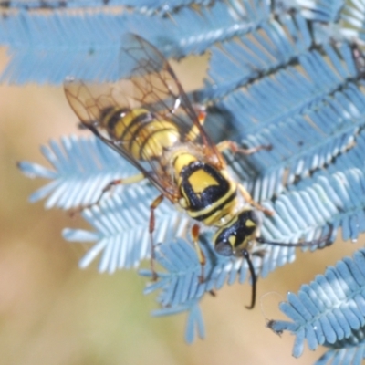 Agriomyia sp. (genus) (Yellow flower wasp) at Rugosa - 14 Feb 2021 by Harrisi