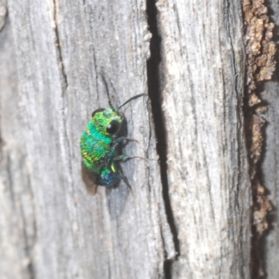 Chrysididae (family) (Cuckoo wasp or Emerald wasp) at Yass River, NSW - 14 Feb 2021 by Harrisi