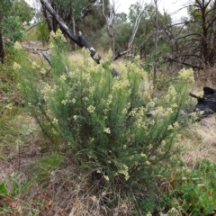 Cassinia quinquefaria (Rosemary Cassinia) at Cook, ACT - 10 Feb 2021 by drakes