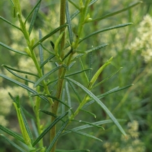 Cassinia quinquefaria at Cook, ACT - 10 Feb 2021