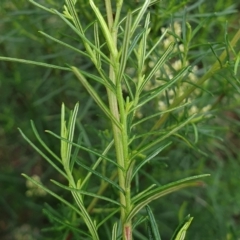 Cassinia quinquefaria at Cook, ACT - 10 Feb 2021