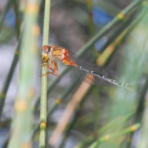 Xanthagrion erythroneurum at Yass River, NSW - 14 Feb 2021