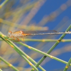 Xanthagrion erythroneurum at Yass River, NSW - 14 Feb 2021