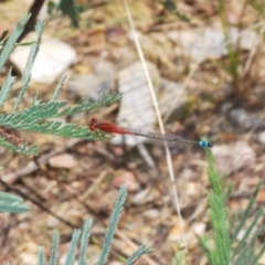 Xanthagrion erythroneurum (Red & Blue Damsel) at Yass River, NSW - 14 Feb 2021 by Harrisi