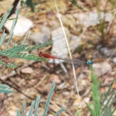 Xanthagrion erythroneurum (Red & Blue Damsel) at Yass River, NSW - 14 Feb 2021 by Harrisi