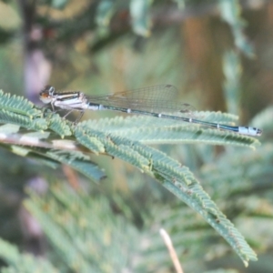 Austroagrion watsoni at Yass River, NSW - 14 Feb 2021