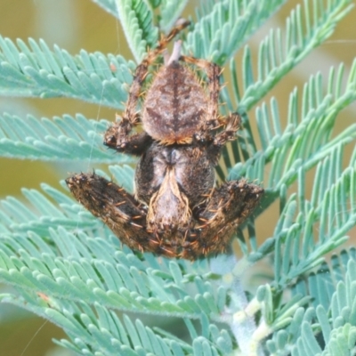 Araneinae (subfamily) (Orb weaver) at Rugosa - 14 Feb 2021 by Harrisi