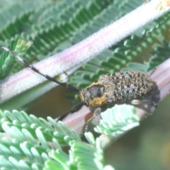 Ancita marginicollis (A longhorn beetle) at Yass River, NSW - 14 Feb 2021 by Harrisi