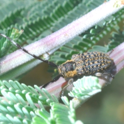 Ancita marginicollis (A longhorn beetle) at Yass River, NSW - 14 Feb 2021 by Harrisi