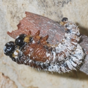 Perga sp. (genus) at Yass River, NSW - 14 Feb 2021