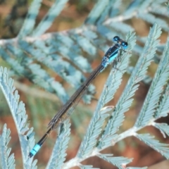 Ischnura heterosticta (Common Bluetail Damselfly) at Yass River, NSW - 14 Feb 2021 by Harrisi