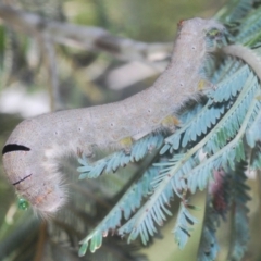 Pararguda nasuta (Wattle Snout Moth) at Yass River, NSW - 14 Feb 2021 by Harrisi