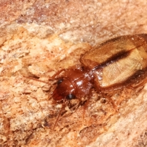 Agonocheila sp. (genus) at Melba, ACT - 16 Feb 2021