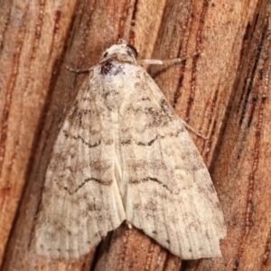 Calathusa sp nr dispila at Melba, ACT - 16 Feb 2021