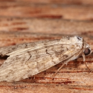 Calathusa sp nr dispila at Melba, ACT - 16 Feb 2021