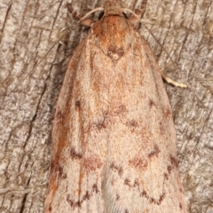 Heliocausta undescribed species (A Concealer moth (Wingia group)) at Melba, ACT - 16 Feb 2021 by kasiaaus
