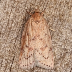 Heliocausta undescribed species at Melba, ACT - 16 Feb 2021