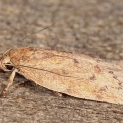 Heliocausta undescribed species at Melba, ACT - 16 Feb 2021