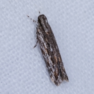 Ardozyga undescribed species nr amblopis at Melba, ACT - 16 Feb 2021 09:18 PM