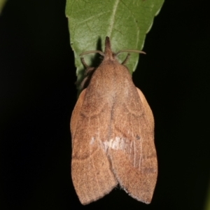 Pararguda nasuta at Melba, ACT - 16 Feb 2021 09:22 PM