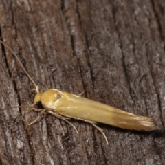 Stathmopodidae (family) (A Concealer moth) at Melba, ACT - 16 Feb 2021 by kasiaaus