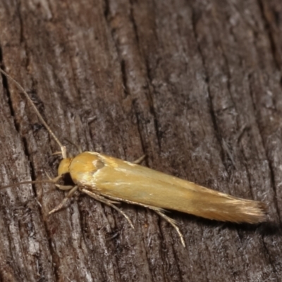 Stathmopodidae (family) (A Concealer moth) at Melba, ACT - 16 Feb 2021 by kasiaaus