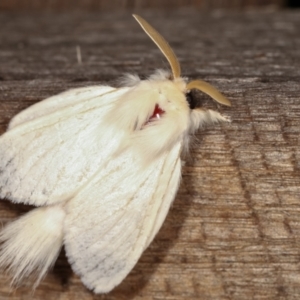 Trichiocercus sparshalli at Melba, ACT - 16 Feb 2021 11:17 PM