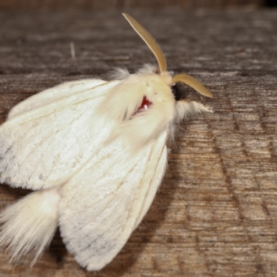 Trichiocercus sparshalli (Sparshall's Moth) at Melba, ACT - 16 Feb 2021 by kasiaaus