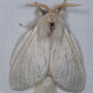 Trichiocercus sparshalli at Melba, ACT - 16 Feb 2021 11:17 PM