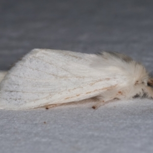 Trichiocercus sparshalli at Melba, ACT - 16 Feb 2021