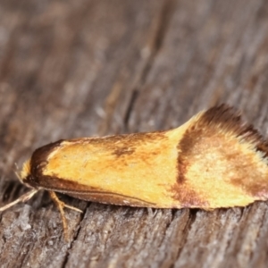 Isomoralla pyrrhoptera at Melba, ACT - 16 Feb 2021