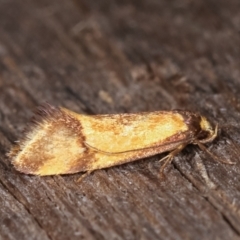 Isomoralla pyrrhoptera at Melba, ACT - 16 Feb 2021